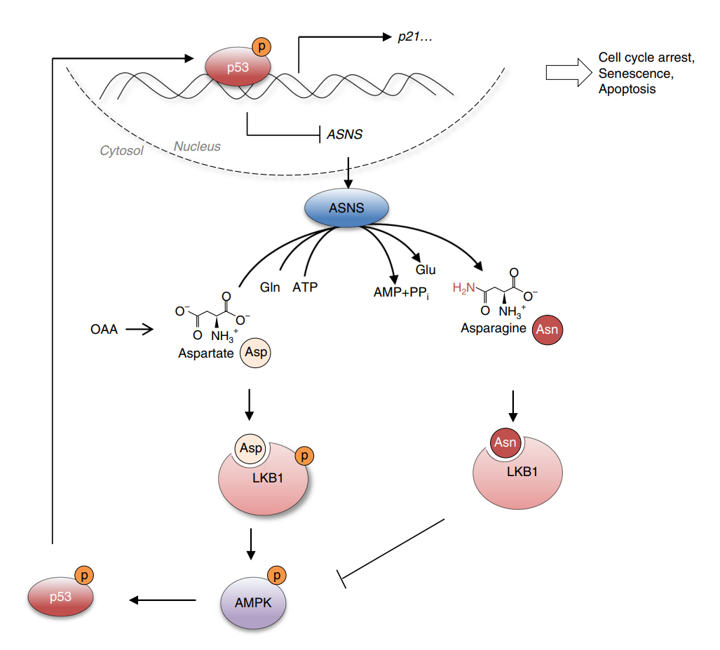 Nature子刊：新发现p53调控肿瘤细胞存活机制_美必思医学编译