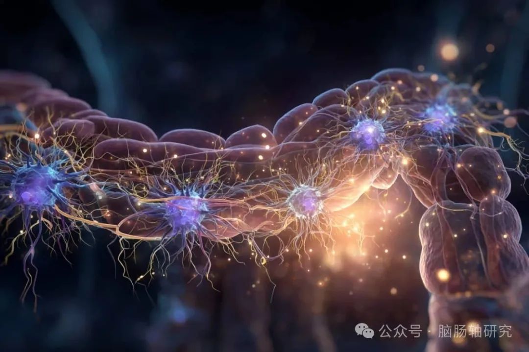 这显示了肠道和神经元。
