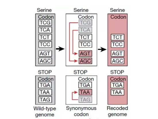 Ascii Dna Nature:英国科学家通过人造DNA,编译出生命体_美必思医学编译