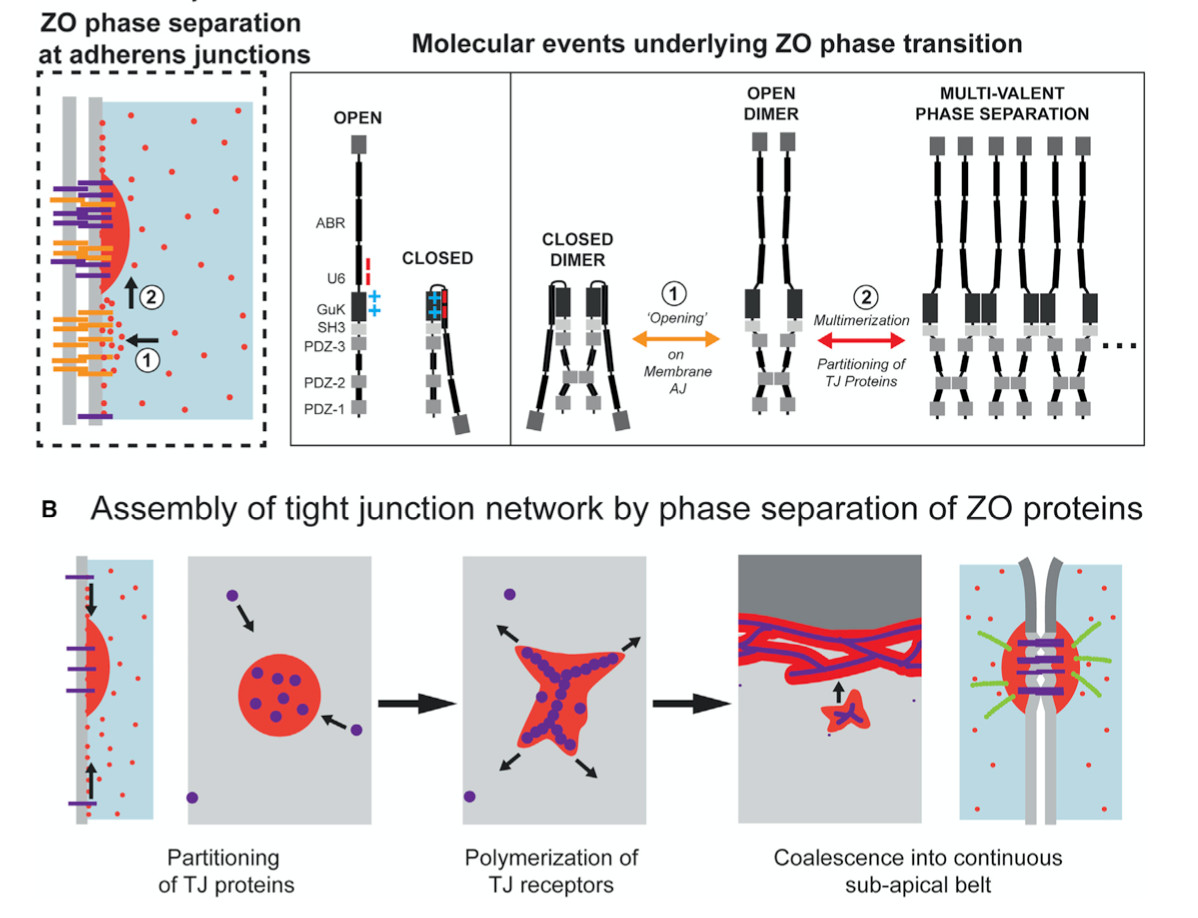 cell连载:蛋白通过相分离促进紧密连接机制