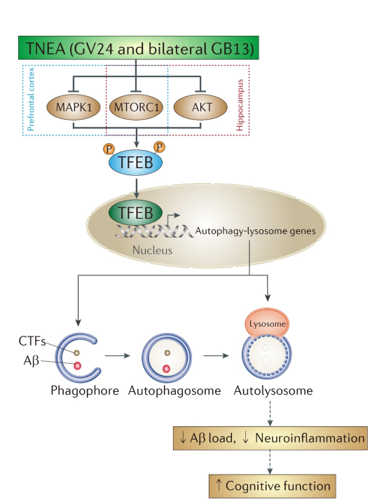 autophagy:电针灸可减轻阿尔兹海默症,增强认知功能_美必思医学编译