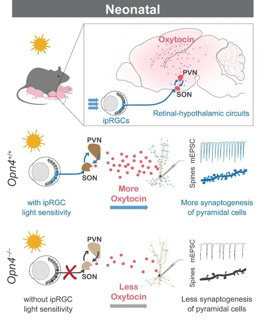 cell揭示光感知促进脑发育的神经机制