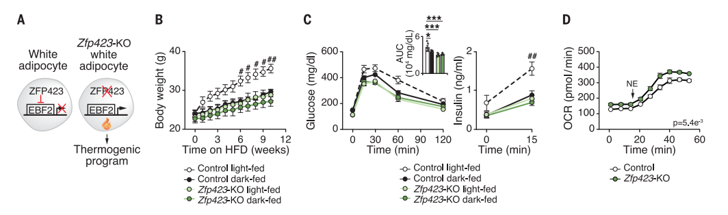 Science:白天进食晚上禁食,减肥没有那么难_美必思医学编译