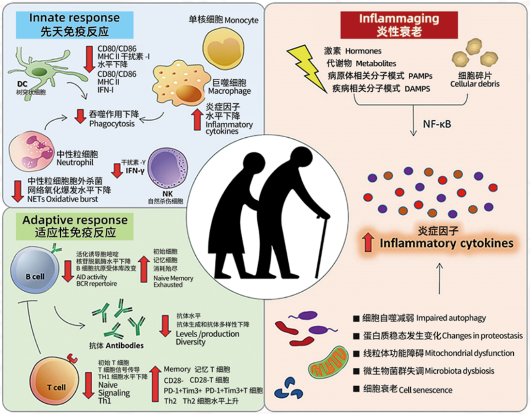 Nature:炎症是大脑功能衰退的诱因_美必思医学编译